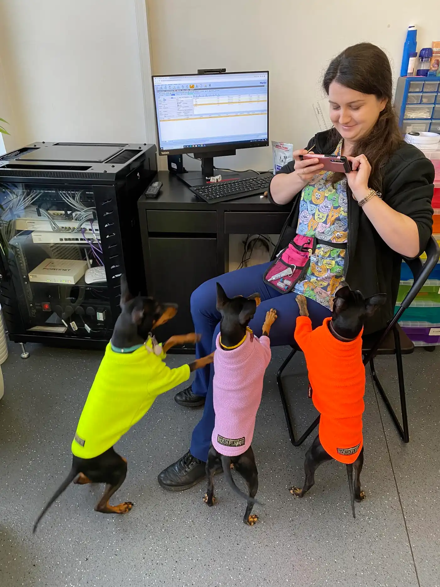 English Toy Terriers