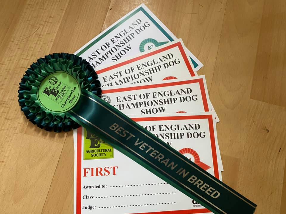 English Toy Terrier awards