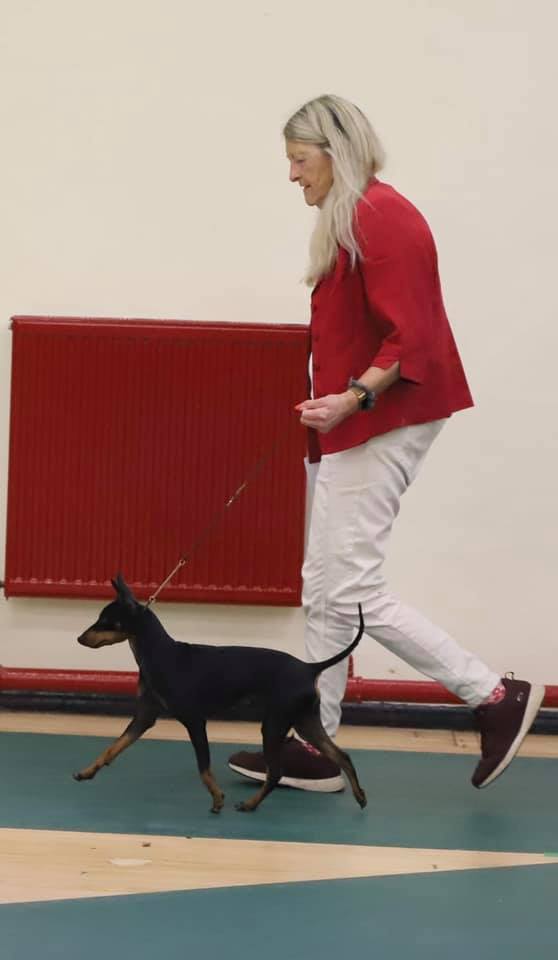 English Toy Terrier