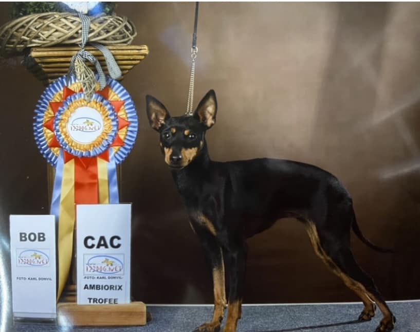 English Toy Terrier